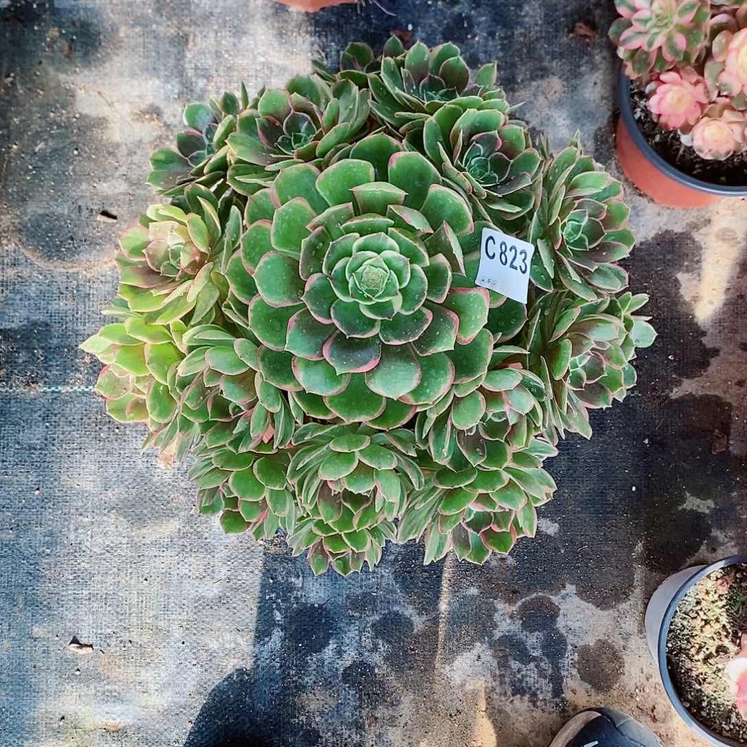 凤***粉花妖823多肉111111