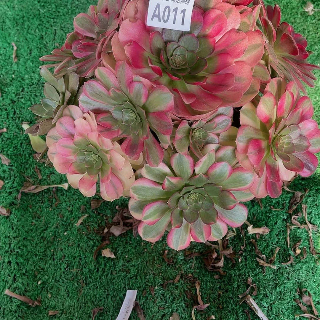 011雨何多肉植物法师锦