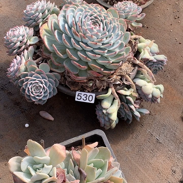 530粉水晶 一物一拍多肉