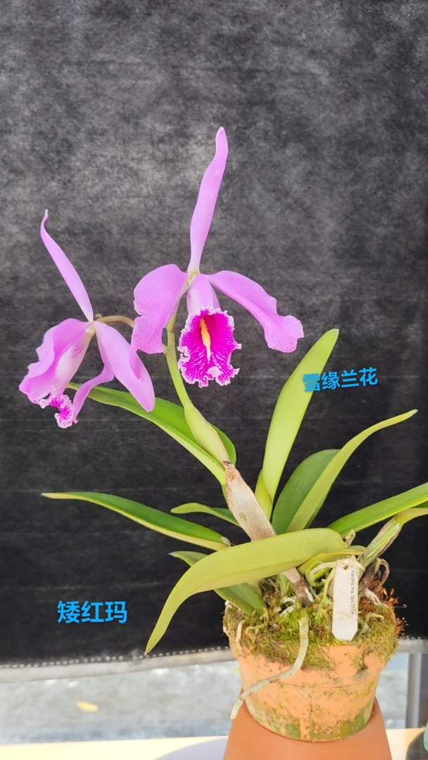 矮种红玛 C.maxima tipo Xsid 原种卡特 苗小花大花多