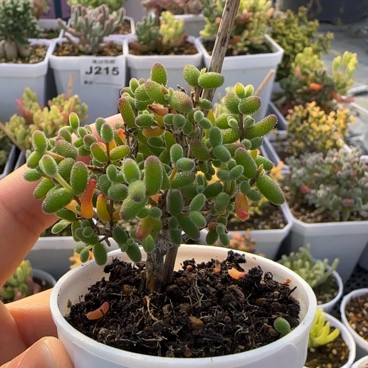 238-糖球黄锦植物枝干