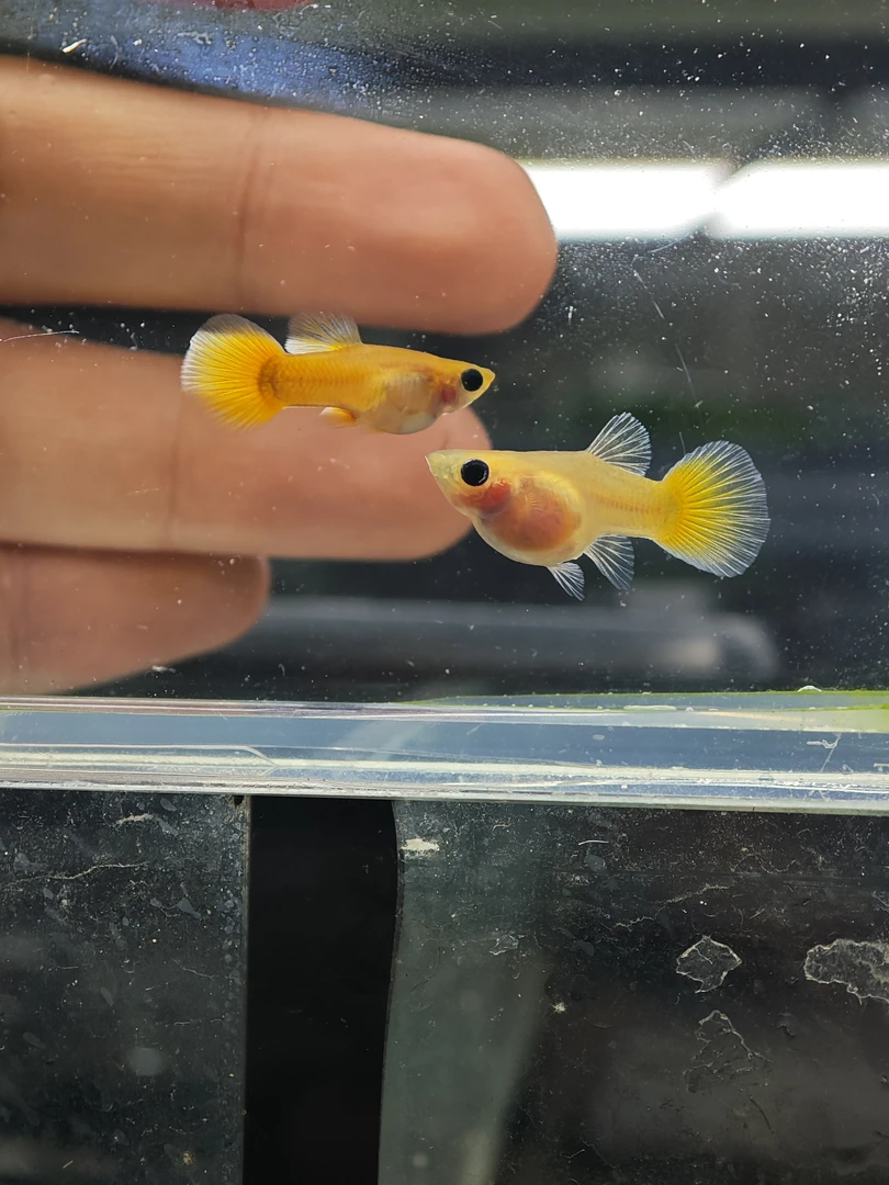 黄金玻璃猫孔雀鱼球体短体越南原线繁殖F1