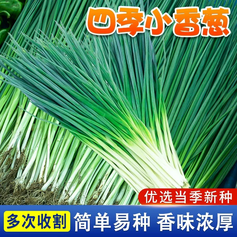 【全店满5包包邮】四季小香葱种子