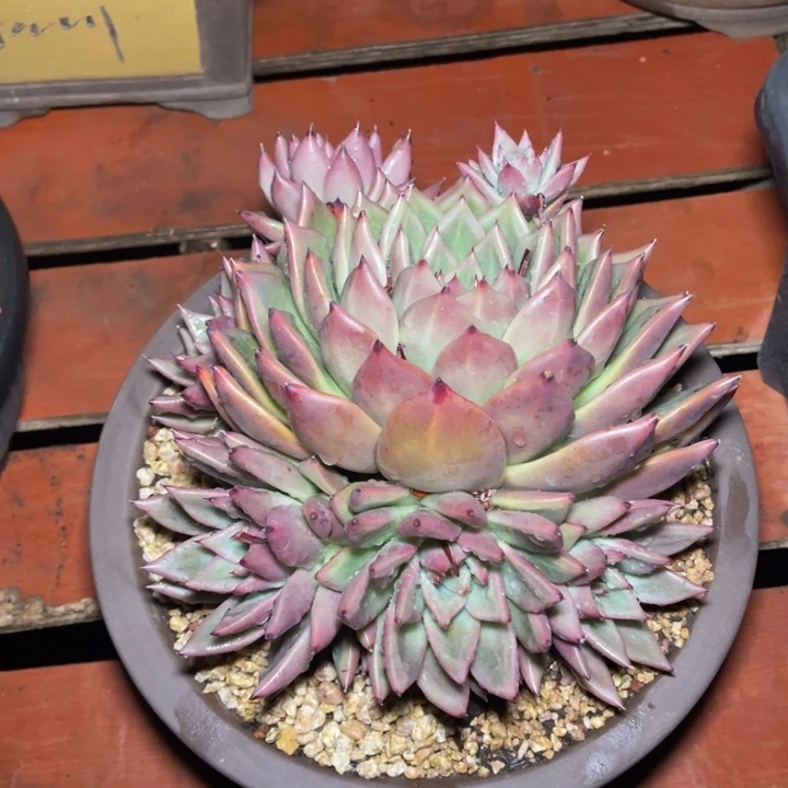 东云一物一拍多肉