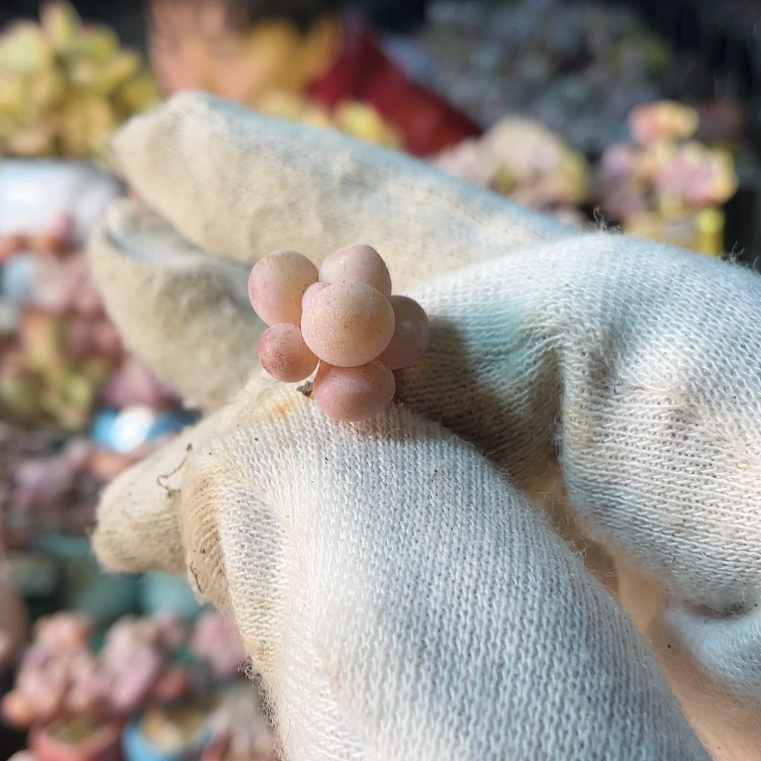 酒**子多肉植物的生长发育与生长发育的
