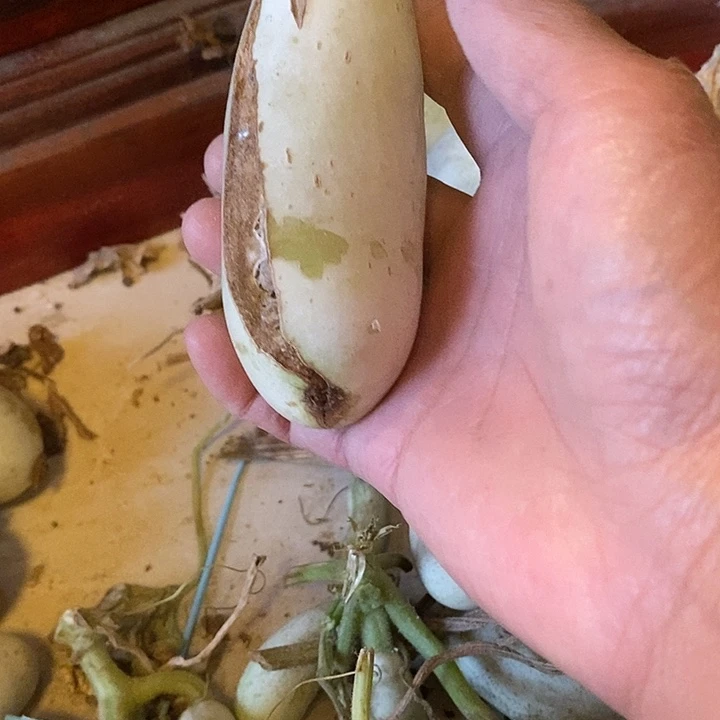 小***8青皮腰子葫芦手把件