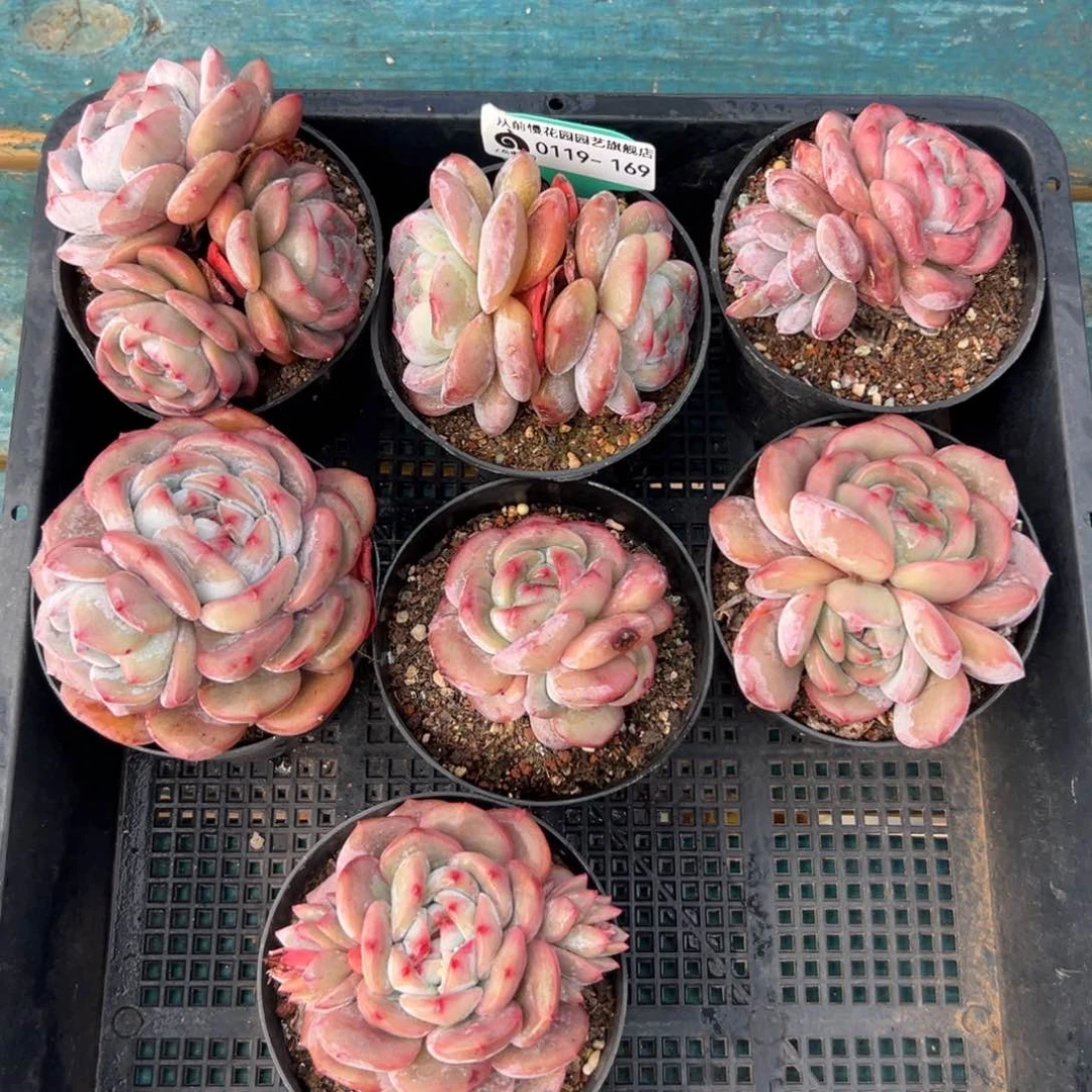 多肉一物一拍编号0119-169