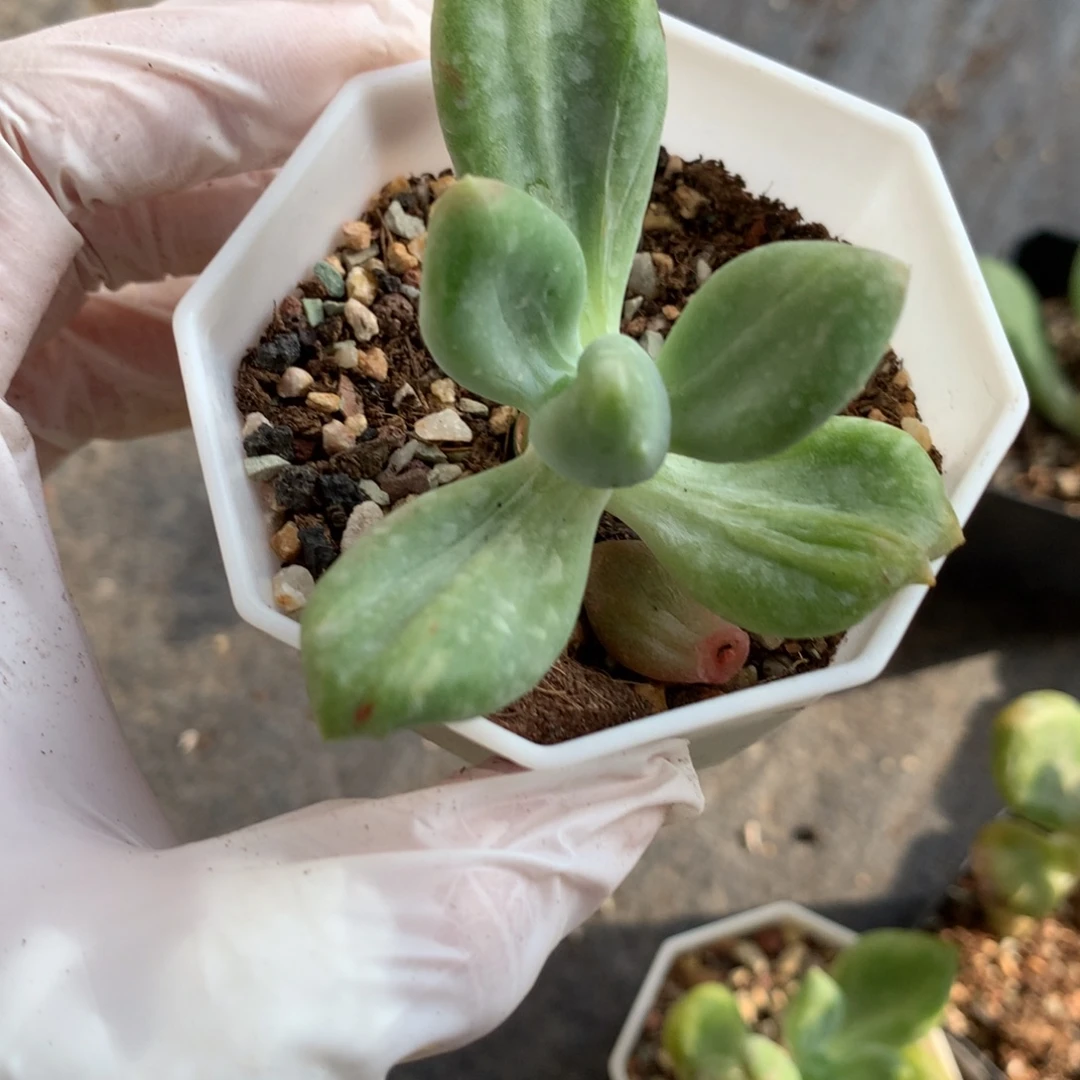 乌里韦亚 乌里韦亚奶酪