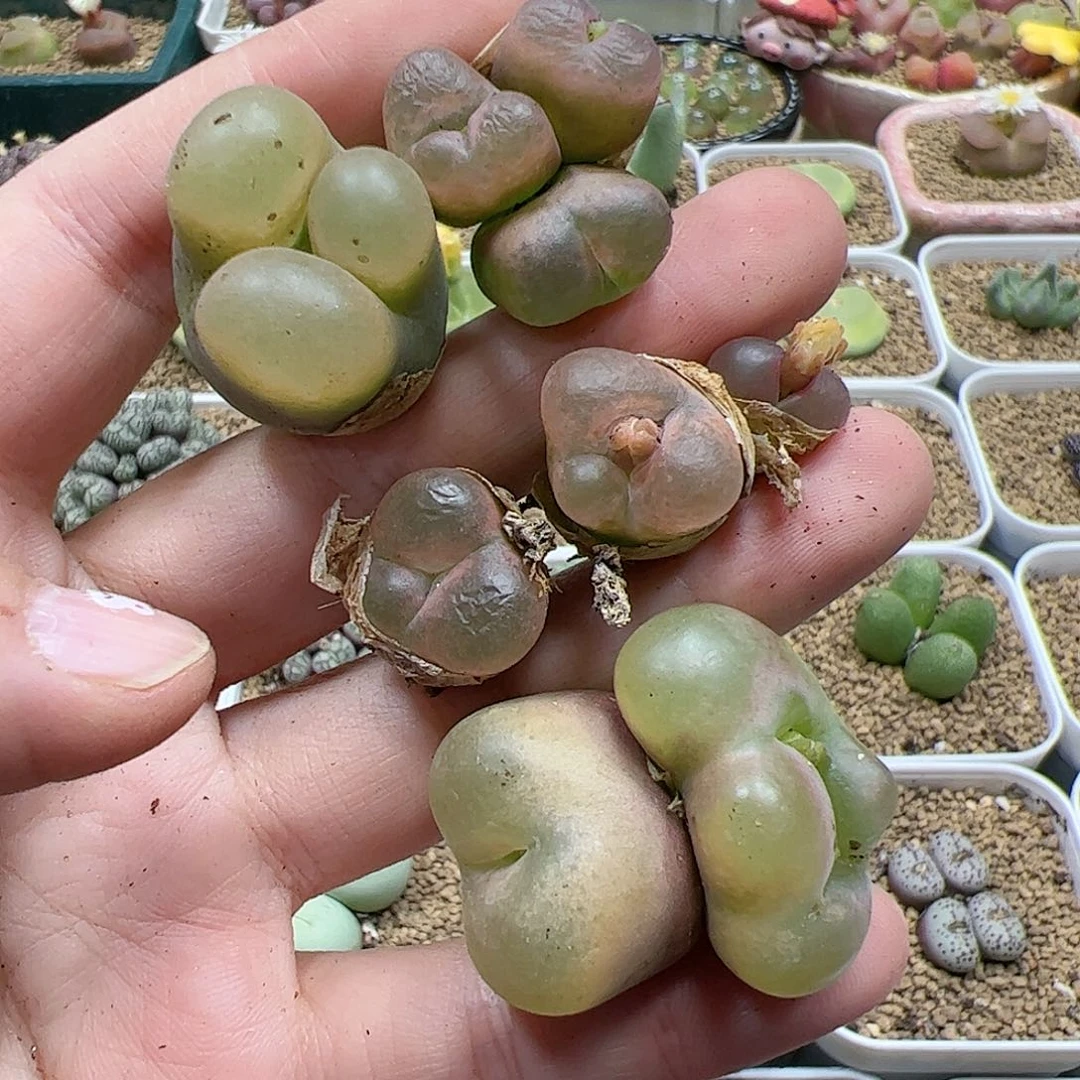 【闪购商品】284 福利缀