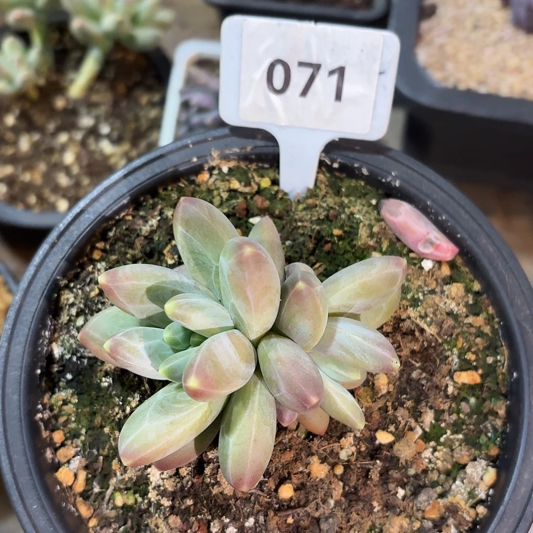 卡布奇洛99999999999999999