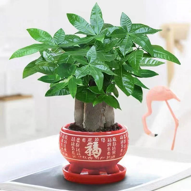 发财树小盆栽室内植物客厅吸甲醛好养活净化空气办公桌面花卉绿植
