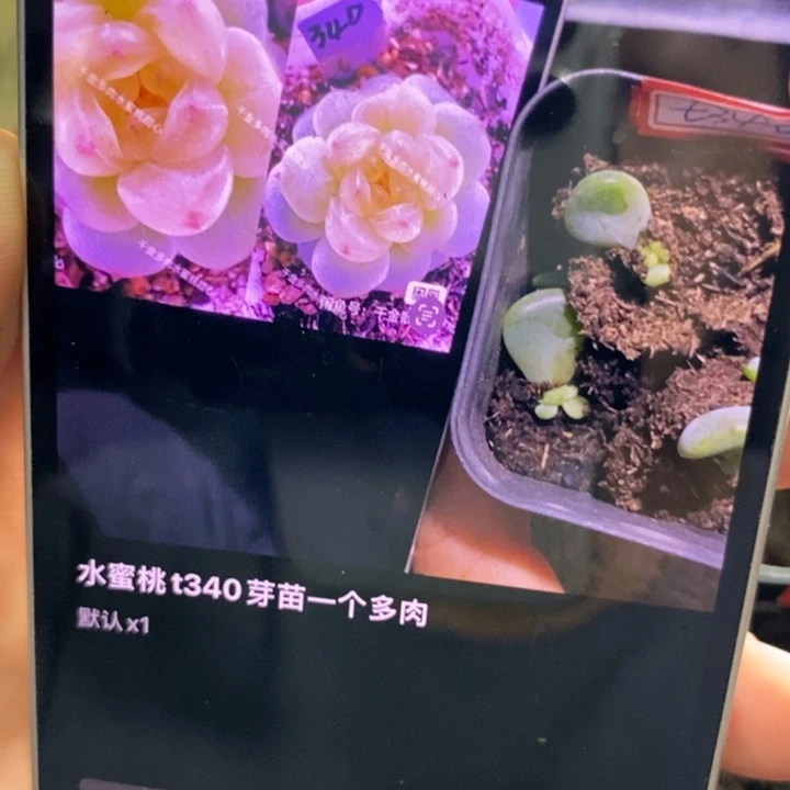 c***c水蜜桃340芽苗一个多肉