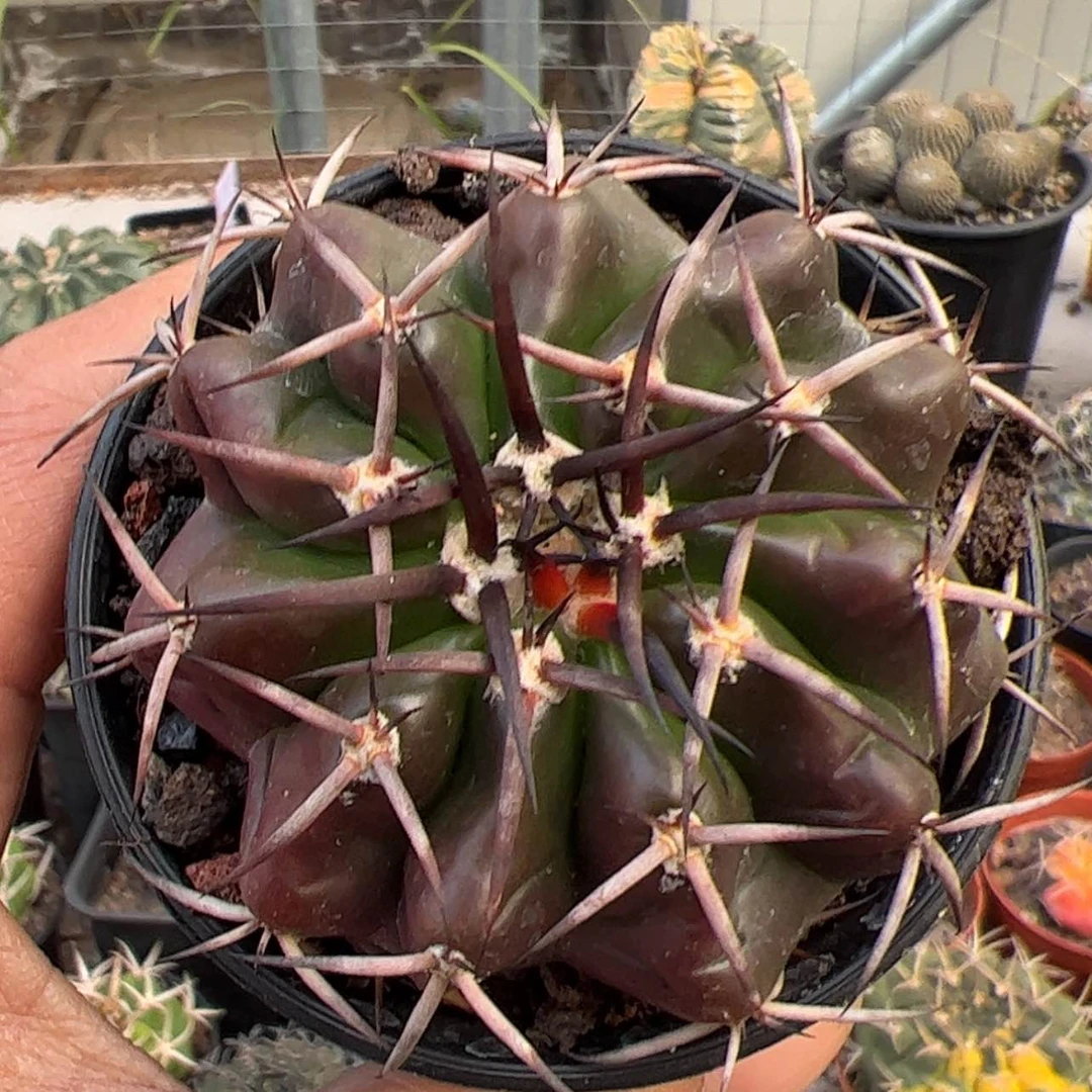 【闪购商品】实生仙人球