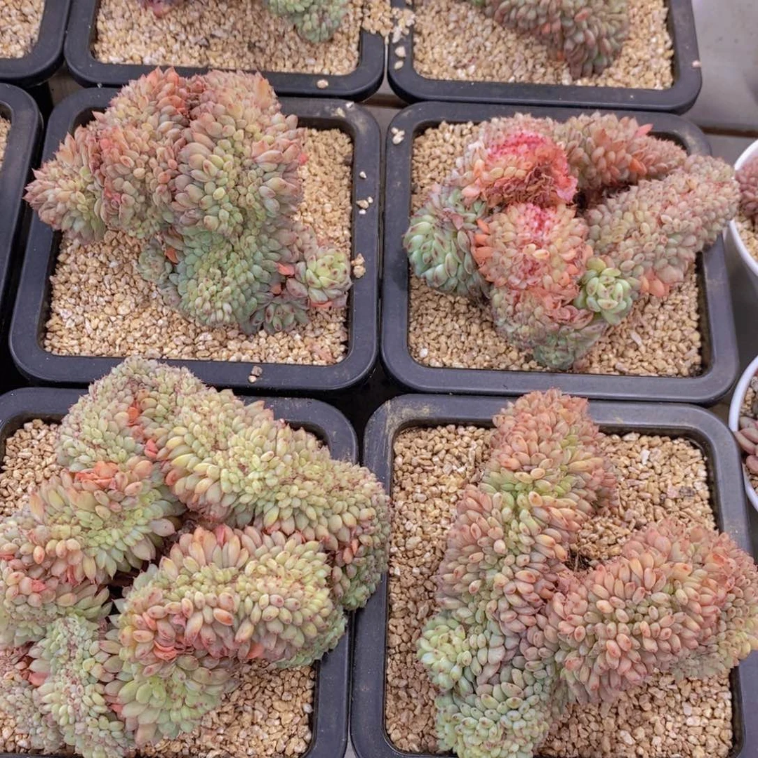 量拍3号 哈尼白胖子缀化一个