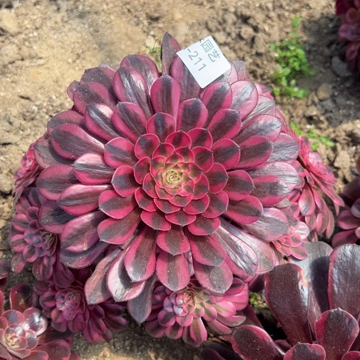 黑铜白多肉植物211