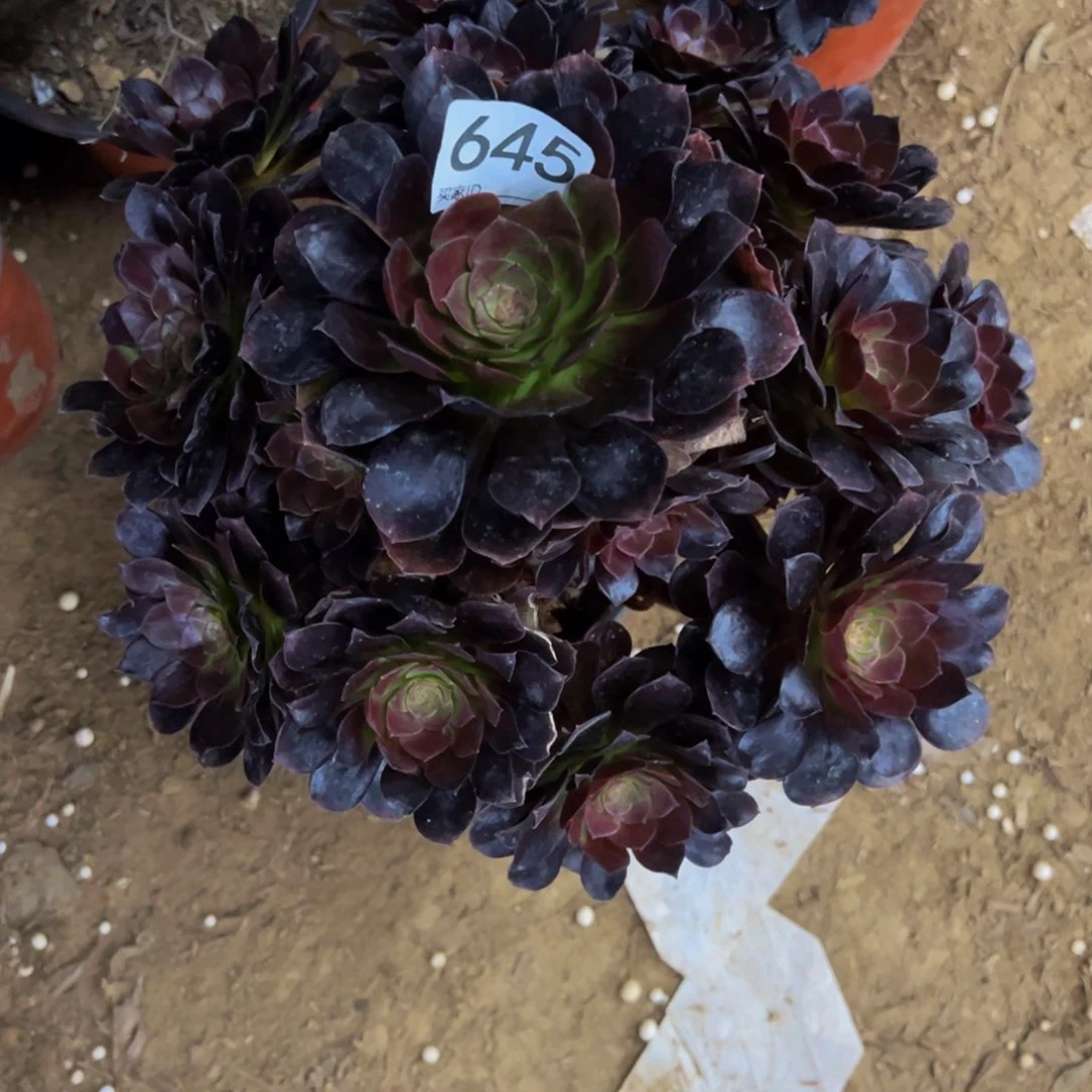645黑魔多肉植物