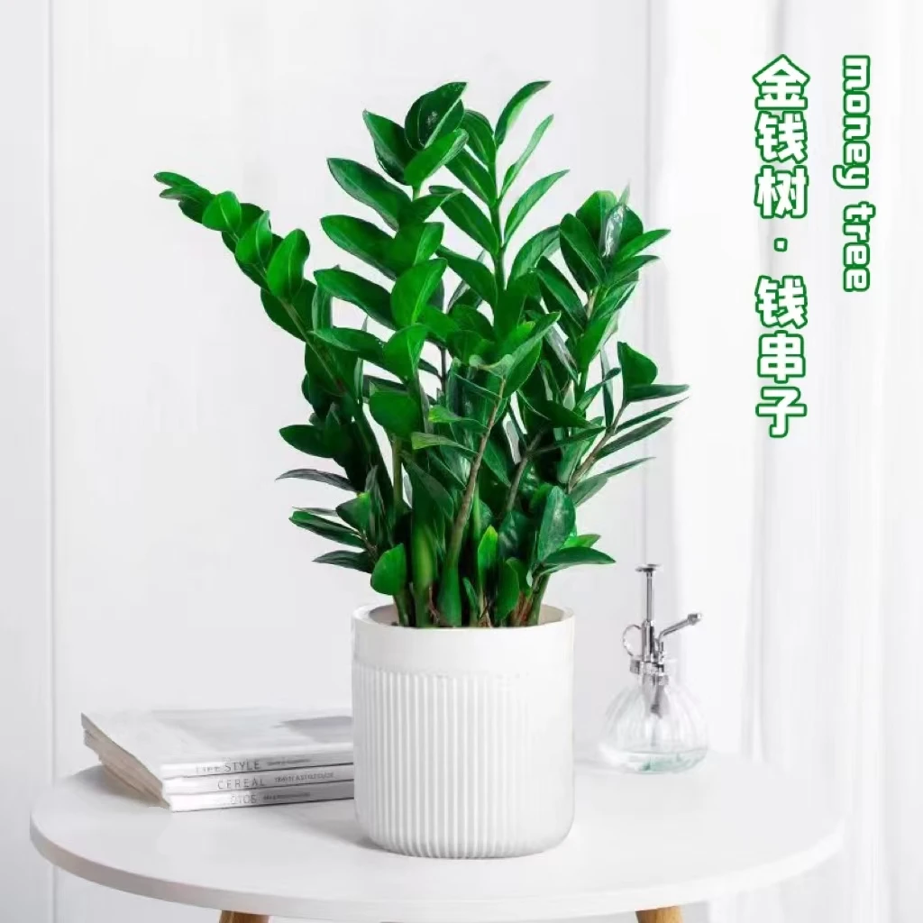【摇钱树】年宵花金钱树盆栽客厅办公室内桌面款好养大型绿植乔迁摇