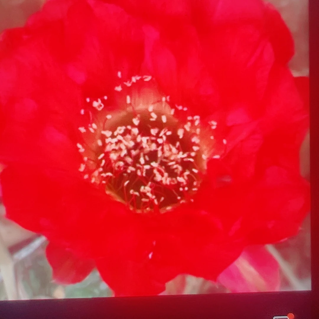 彩 草 心火侧芽 满2包邮