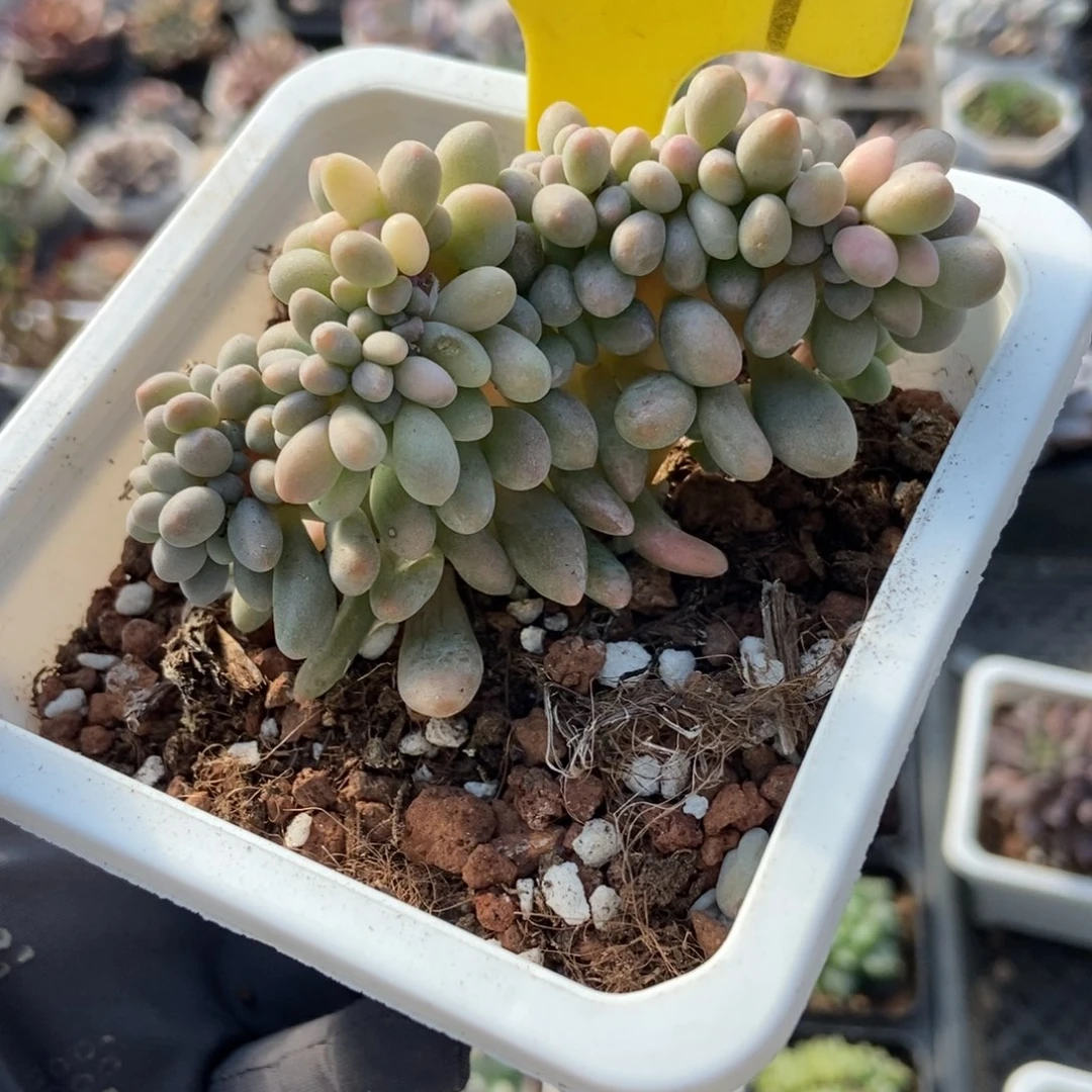 1857汤圆缀多肉植物