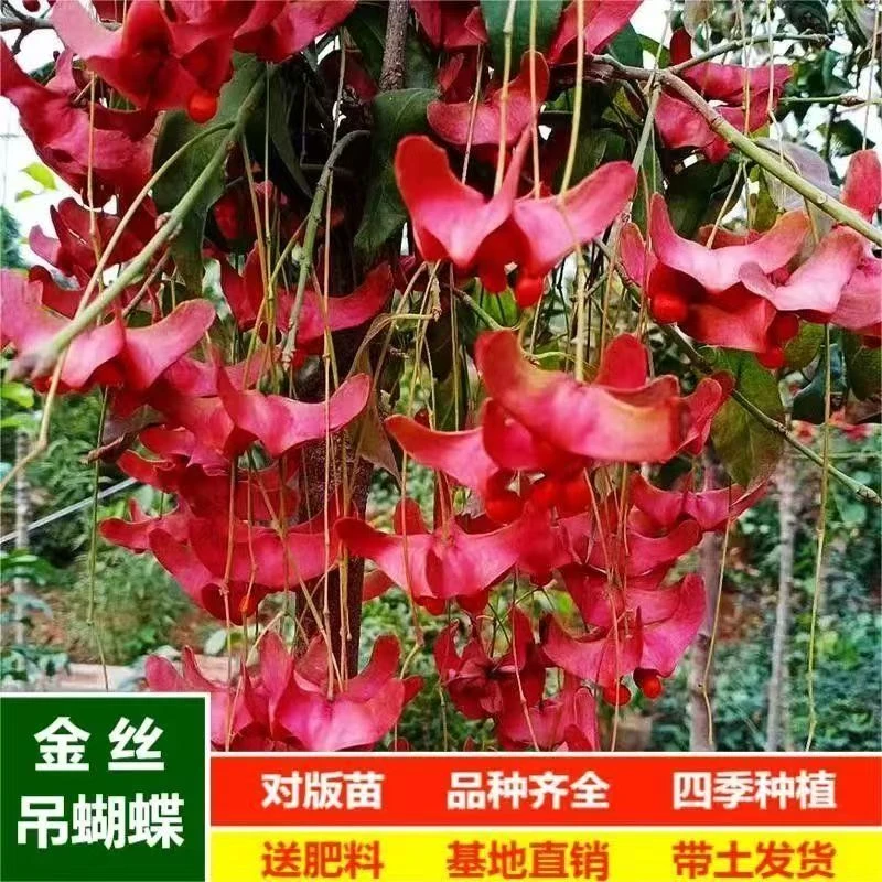 真品金丝吊蝴蝶高档倒挂金钟正宗金丝吊蝴蝶花金丝吊蝴蝶树苗金线