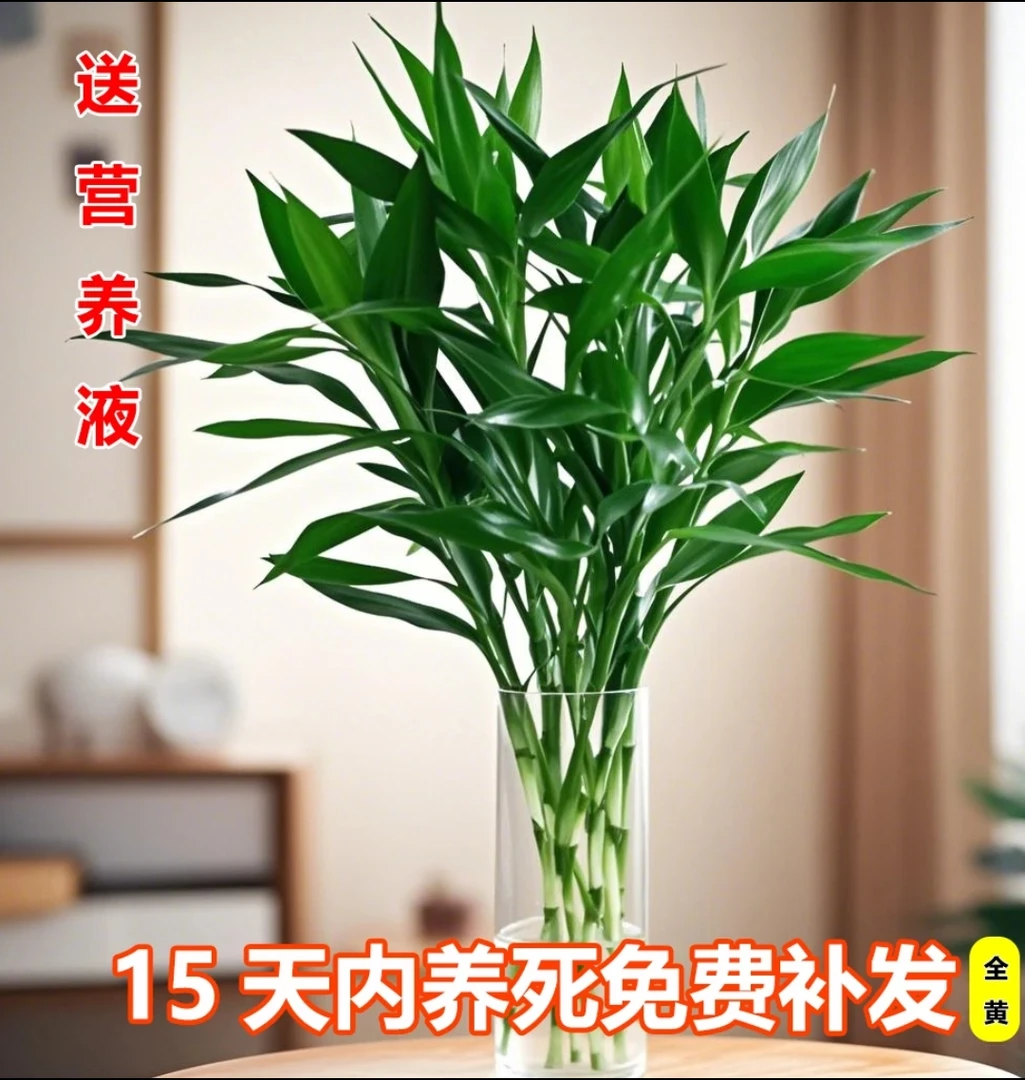 【基地精选】富贵竹70厘米水培植物小竹水养绿植净化空气