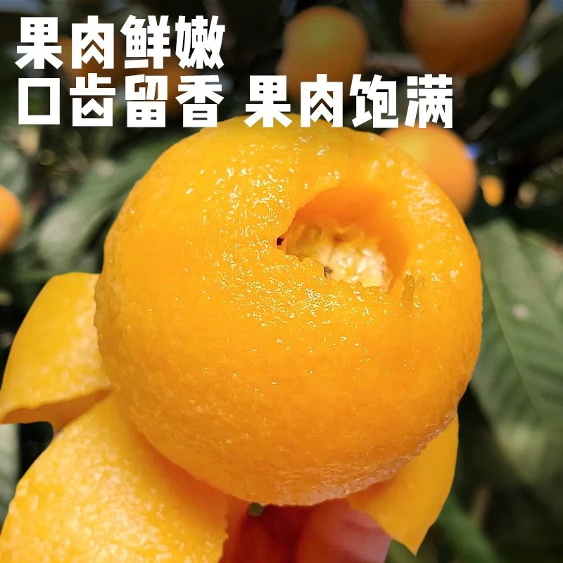 四川攀枝花五星巨无霸枇杷4颗约300g 皮薄肉厚汁水足 个头超大