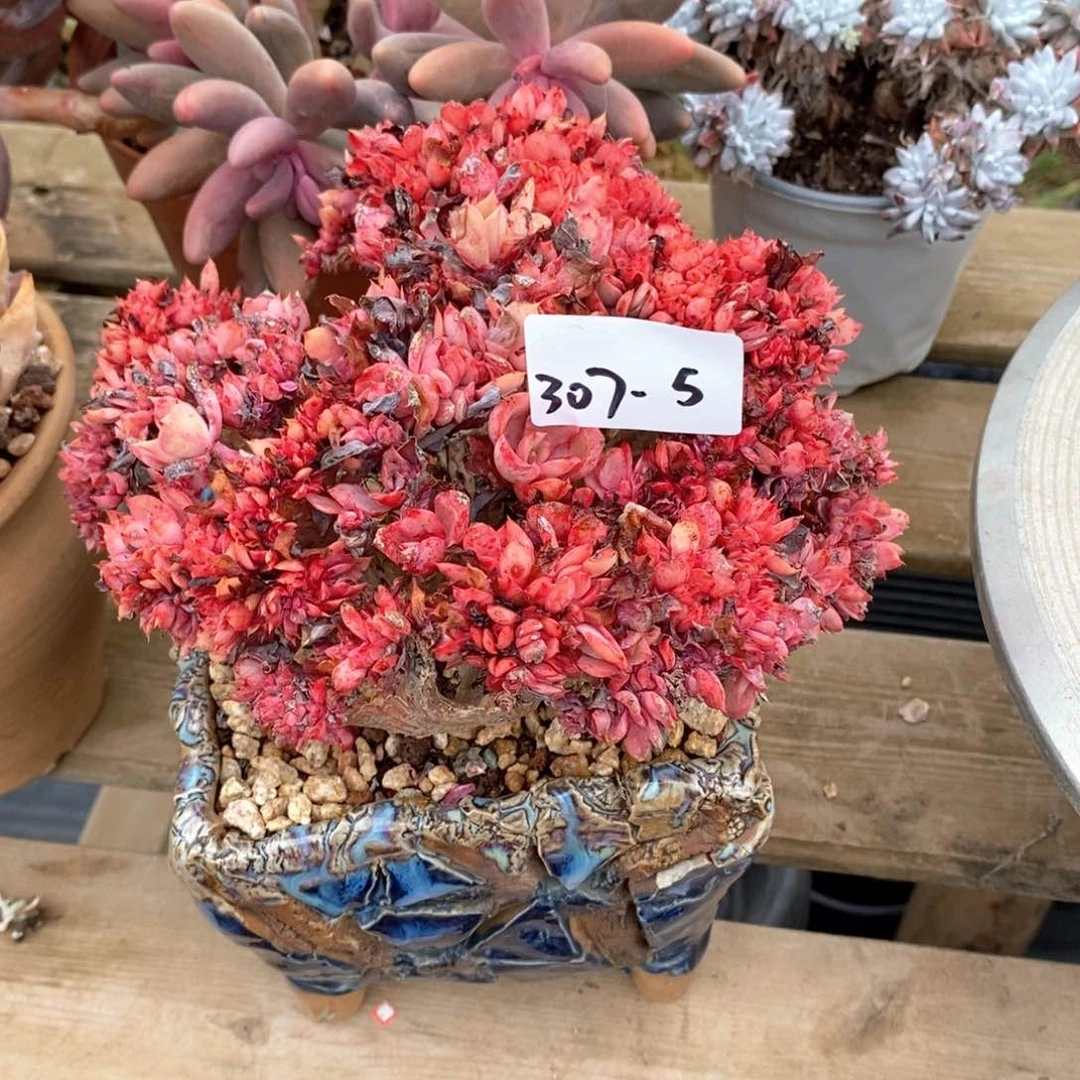 ～***～多肉植物缀（不带盆）