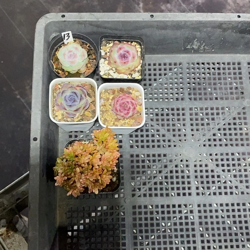 【闪购商品】月****513号一筐5颗多肉