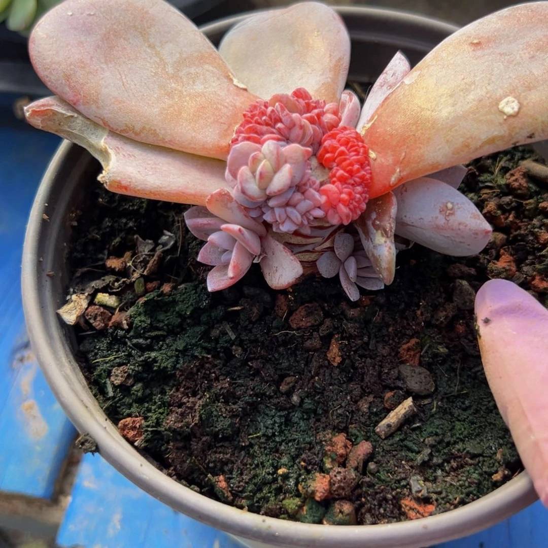 梦*?新年快乐 新年快乐 带盆发货