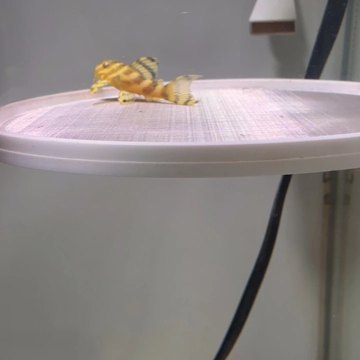 清道夫鱼9号皇室333