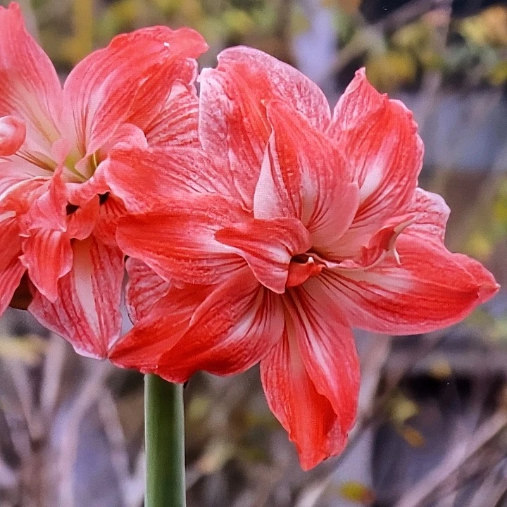 珍妮小姐6厘米朱顶红