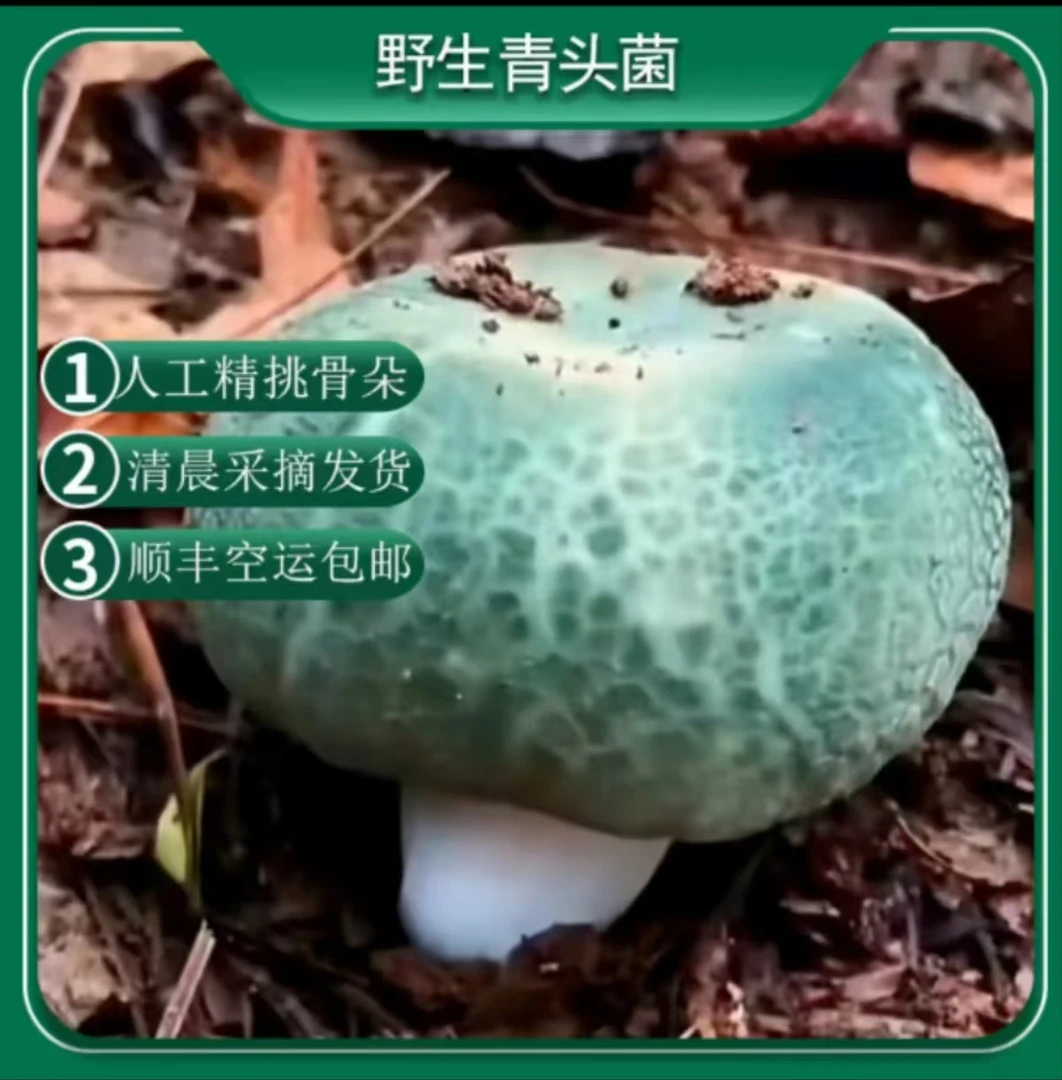云南新鲜野生青头菌/现采现发/顺丰空运包邮