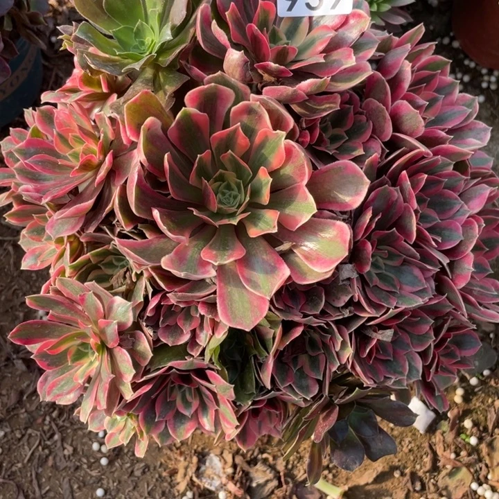 939女妖多肉植物的