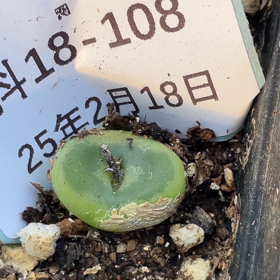 18-108水晶鞋多肉植物