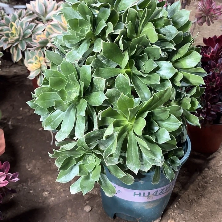 心*多肉植物法师香馥71
