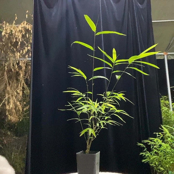 完全开放内门竹内门竹内门竹内门竹