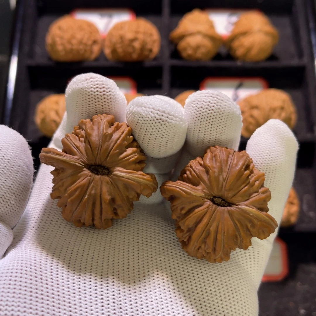 黑****使秦皇岛山地果全品—02