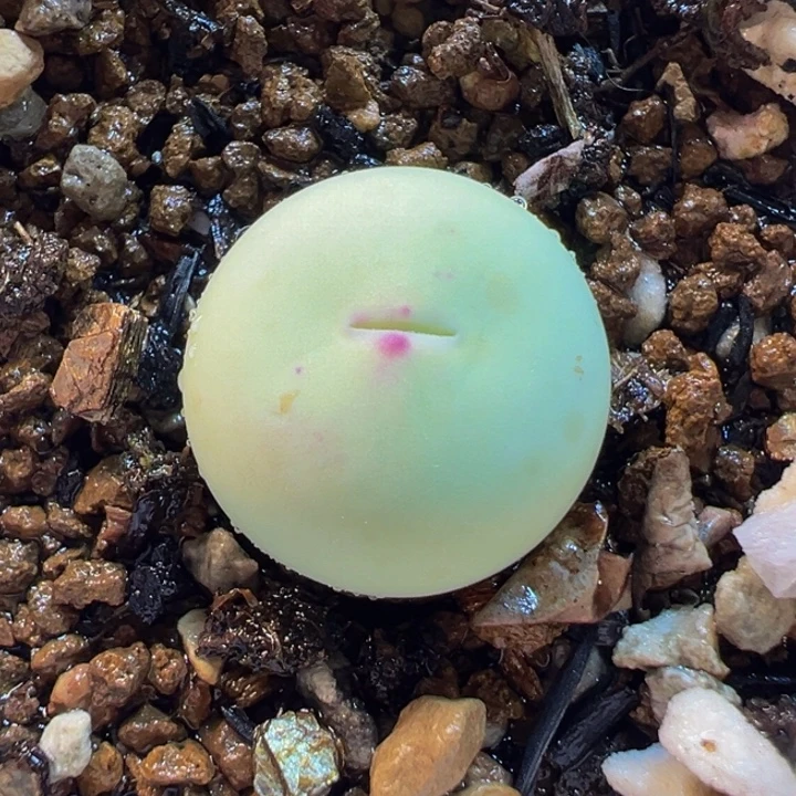 155多肉植物种类多样