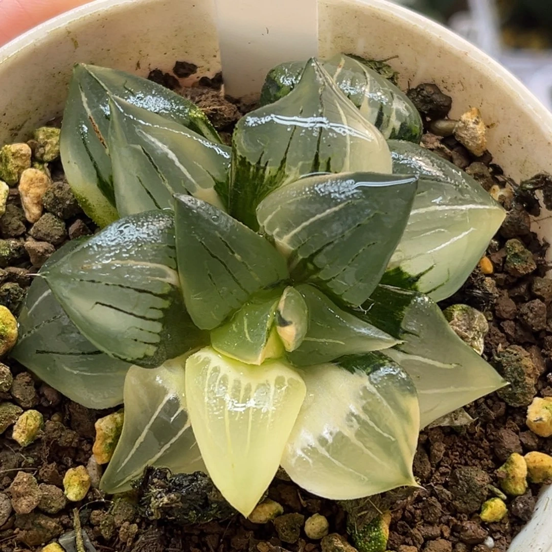 16红纹寿锦福利专场