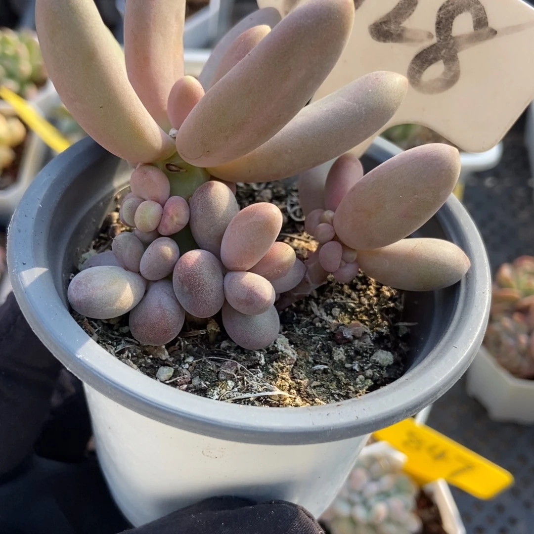 1028糖果美人多肉植物