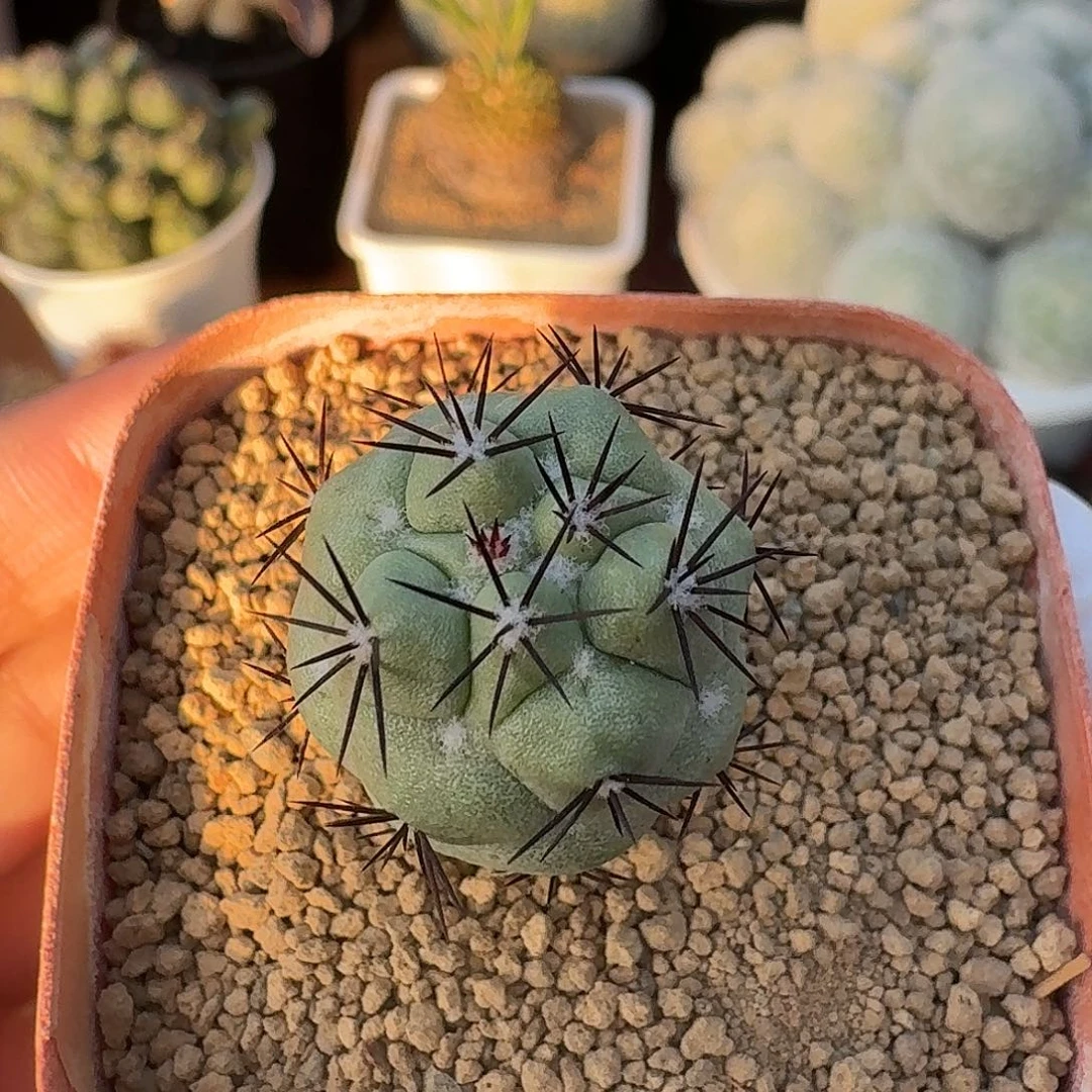 帝王丸仙人球12345