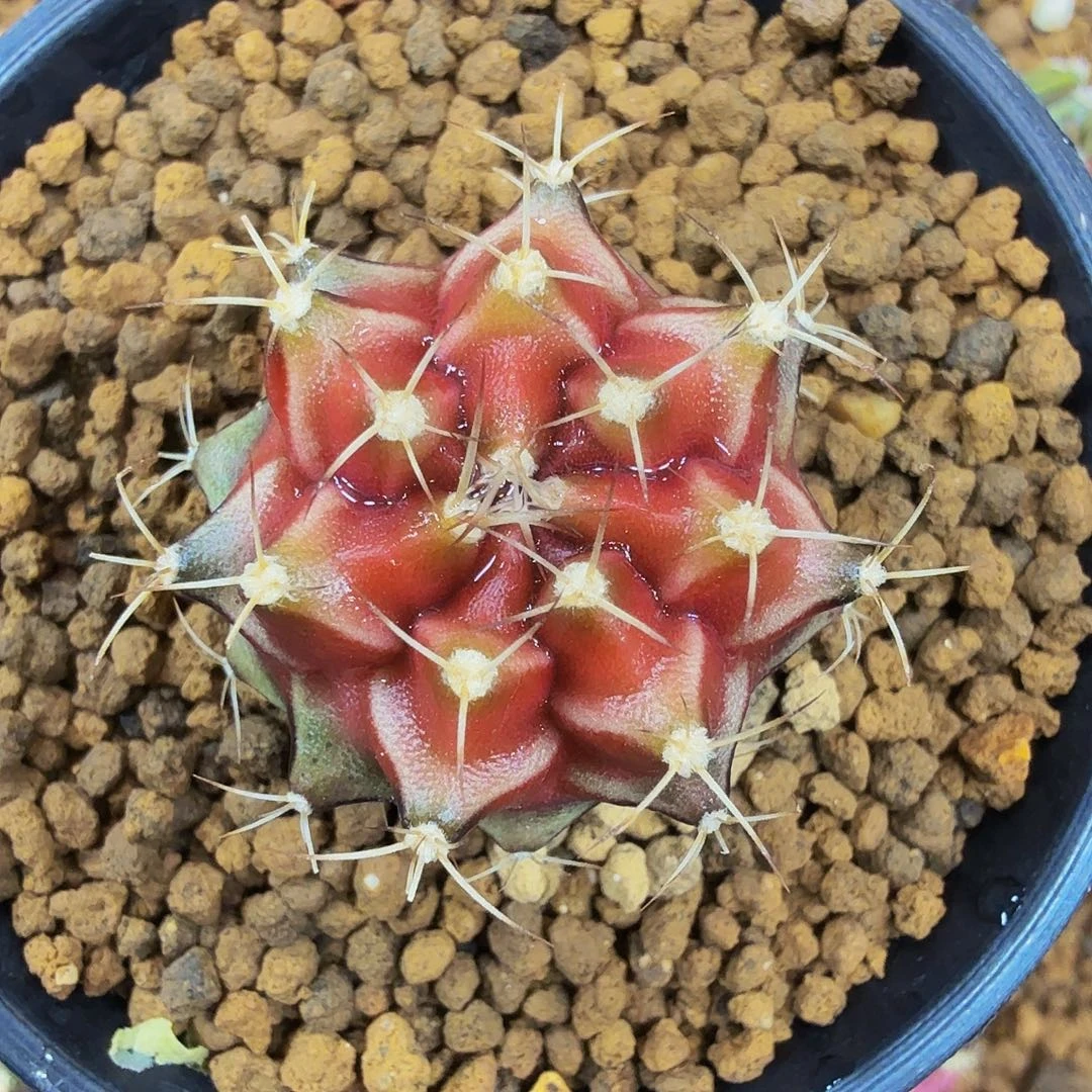 当前无花朵，栽培后可花朵