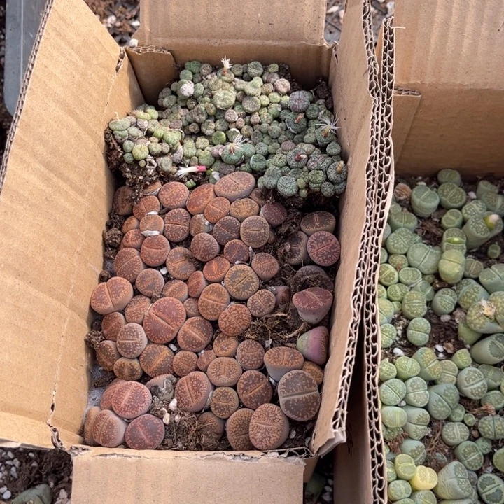 一箱三品种混搭88888888