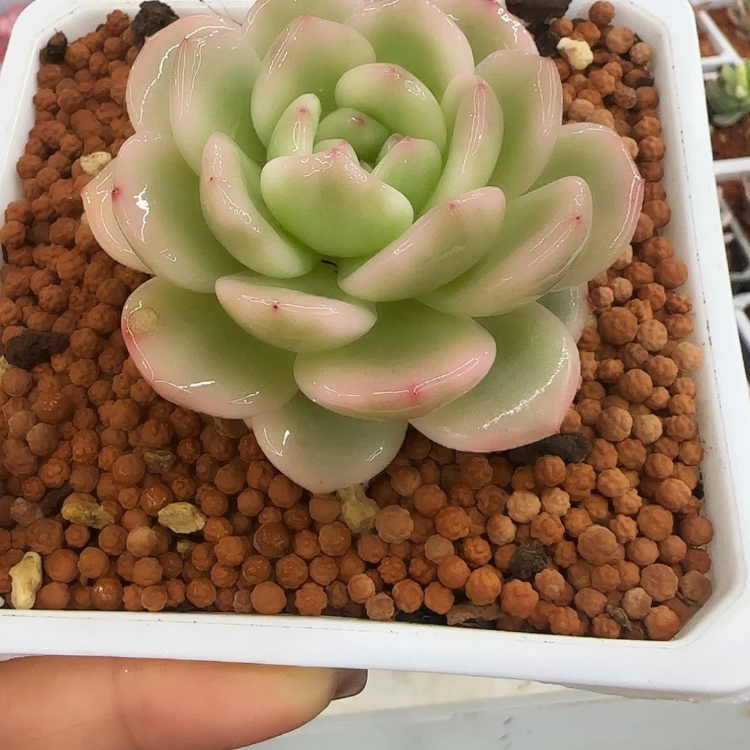 星影锦多肉 植物