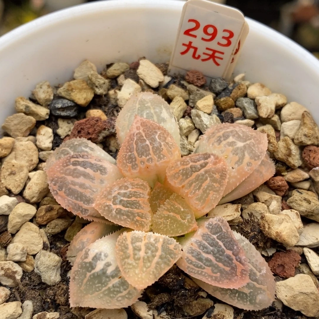 293号糊斑具味城锦