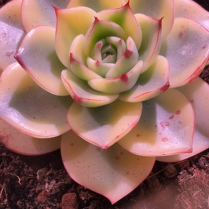 金牛座锦多肉锦植物