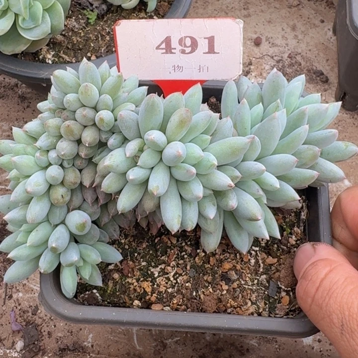所罗门缀化491多肉植物