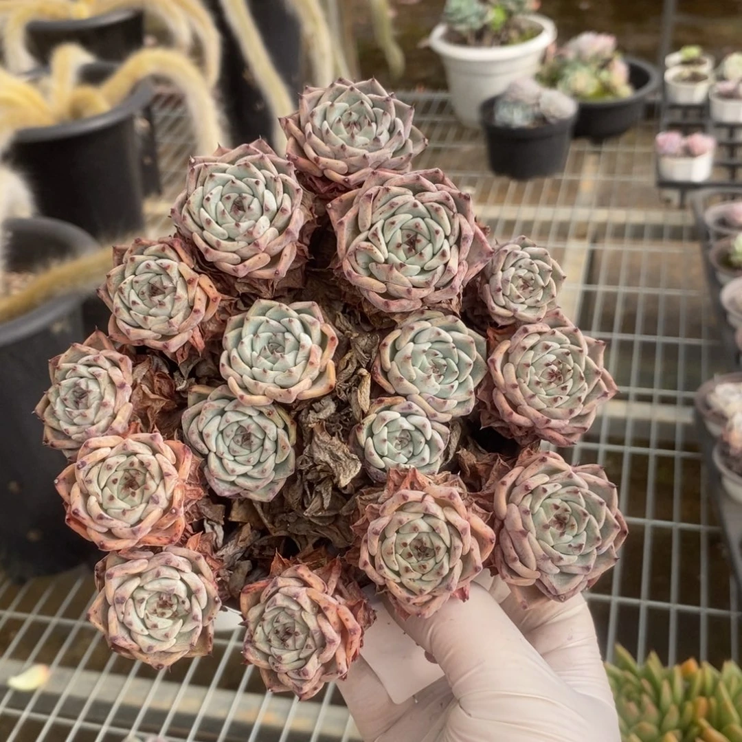 9849沙罗姬牡丹一物一拍