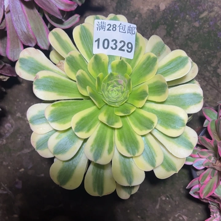 10329金丝多肉植物