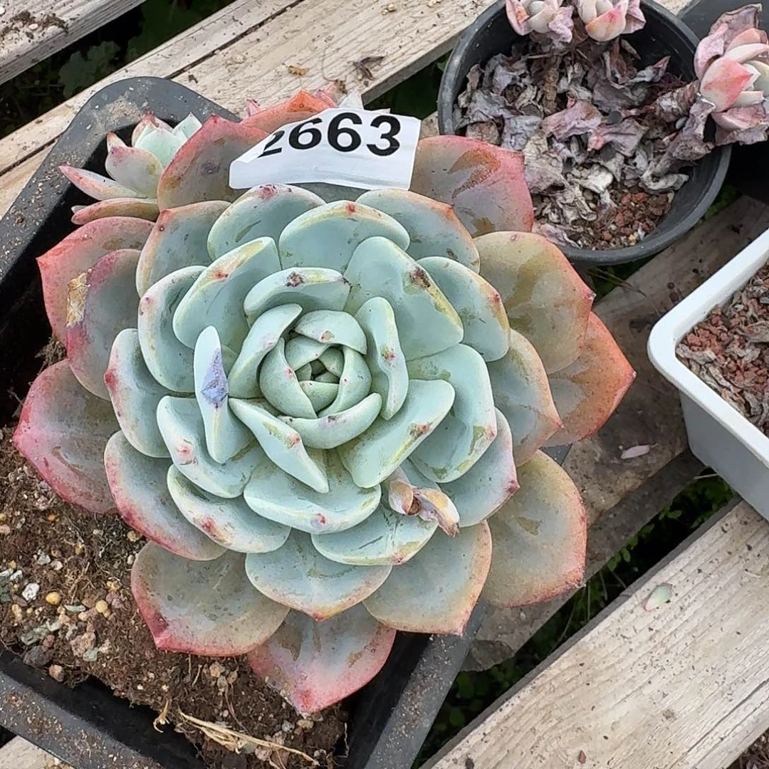 程*某3161616161611119